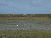 NL, Noord-Holland, Texel, De Muy 15, Saxifraga-Willem van Kruijsbergen