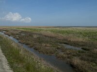 NL, Noord-Holland, Texel, De Schorren 5, Saxifraga-Willem van Kruijsbergen