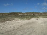 NL, Noord-Holland, Texel, De Slufter 65, Saxifraga-Willem van Kruijsbergen
