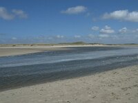 NL, Noord-Holland, Texel, De Slufter 73, Saxifraga-Willem van Kruijsbergen