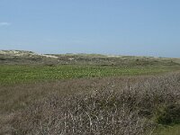 NL, Noord-Holland, Texel, Groote Vlak 7, Saxifraga-Willem van Kruijsbergen