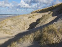 NL, Noord-Holland, Texel, Paal 13 2, Saxifraga-Foto Fitis-Sytske Dijksen