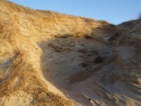 NL, Noord-Holland, Texel, Paal 16 18, Saxifraga-Foto Fitis-Sytske Dijksen