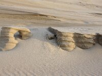 NL, Noord-Holland, Texel, Paal 16 35, Saxifraga-Foto Fitis-Sytske Dijksen