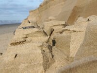 NL, Noord-Holland, Texel, Paal 9 54, Saxifraga-Foto Fitis-Sytske Dijksen