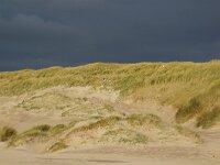 NL, Noord-Holland, Texel, paal 12 3, Saxifraga-Foto Fitis-Sytske Dijksen