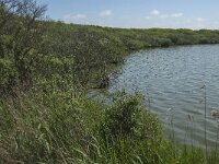 NL, Noord-Holland, Zijpe, Zwanenwater 3, Saxifraga-Jan van der Straaten