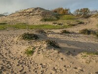NL, Zeeland, Schouwen-Duiveland, Het Zeepe 26, Saxifraga-Jan van der Straaten