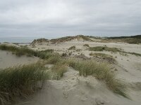 NL, Zeeland, Schouwen-Duiveland, Westenschouwen 14, Saxifraga-Willem van Kruijsbergen