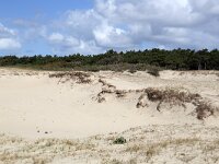 Sand drift in Dutch dunes; Zeeland, Netherlands  Sand drift in Dutch dunes; Zeeland,  Netherlands : Dutch, Holland, Netherlands, rural landscape, rural scene, non-urban scene, outside, outdoors, summer, summertime, nature, natural, Haamstede, Zeeland, dune, sand drift, dunes, nature reserve, sand, sandy, blue sky, white clouds, cloudscape, skyscape, beauty in nature, scenic, Europe, European, Schouwen-Duiveland, nobody no people, forest, woodland