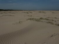 NL, Zuid-Holland, Goeree-Overflakkee, Kwade Hoek 15, Saxifraga-Jan van der Straaten