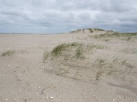 NL, Zuid-Holland, Westland, Monster 21, Saxifraga-Willem van Kruijsbergen