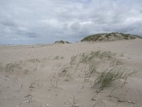 NL, Zuid-Holland, Westland, Monster 5, Saxifraga-Willem van Kruijsbergen