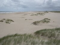 NL, Zuid-Holland, Westland, Monster 8, Saxifraga-Willem van Kruijsbergen