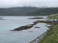 N, Troms, Tromso, Sommaroy 22, Saxifraga-Willem van Kruijsbergen