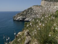 E, Granada, Gualchos, Castell de Ferro 8, Saxifraga-Jan van der Straaten