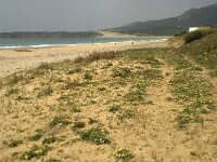 E, Cadiz, Tarifa, El Lentiscal 3, Saxifraga-Willem van Kruijsbergen