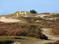 NL, Friesland, Terschelling, Landerumer Heide 1, Saxifraga-Sytske Dijksen