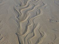 NL, Noord-Holland, Texel, De Hors 182, Saxifraga-Foto Fitis-Sytske Dijksen