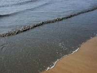 NL, Noord-Holland, Texel, De Hors 185, Saxifraga-Foto Fitis-Sytske Dijksen
