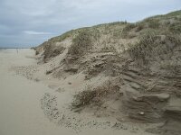 NL, Noord-Holland, Texel, Paal 15 4, Saxifraga-Willem van Kruijsbergen