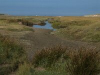NL, Noord-Holland, Texel, Slufter 41, Saxifraga-Jan van der Straaten