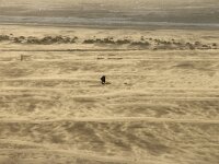 NL, Noord-Holland, Texel, Vuurtorenstrand 7, Saxifraga-Foto Fitis-Sytske Dijksen