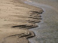 NL, Noord-Holland, Texel, Zuidpunt 3, Saxifraga-Foto Fitis-Sytske Dijksen
