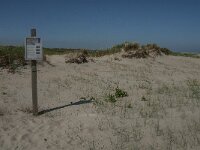 NL, Zuid-Holland, Goeree-Overflakkee, Kwade Hoek 5, Saxifraga-Jan van der Straaten