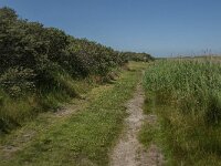 NL, Zuid-Holland, Goeree-Overflakkee, Kwade Hoek 7, Saxifraga-Jan van der Straaten