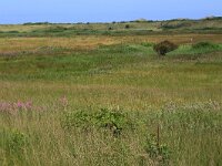 NL, Friesland, Ameland, Lange duinen 1, Saxifraga-Hans Boll