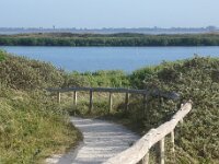 NL, Noord-Holland, Texel, De Horsmeertje 14, Saxifraga-Foto Fitis-Sytske Dijksen