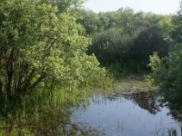 NL, Noord-Holland, Texel, De Horsmeertje 16, Saxifraga-Foto Fitis-Sytske Dijksen