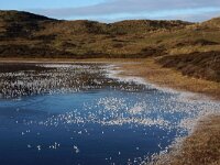 NL, Noord-Holland, Texel, Kees Dekkershok 1, Saxifraga-Foto Fitis-Sytske Dijksen
