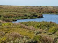 NL, Noord-Holland, Texel, Muyplas, De Muy 42, Saxifraga-Foto Fitis-Sytske Dijksen
