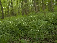 B, Liege, Kelmis, Eyneburg 11, Saxifraga-Willem van Kruijsbergen