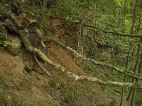 B, Liege, Kelmis, Eyneburg 25, Saxifraga-Willem van Kruijsbergen