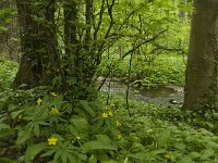 B, Liege, Kelmis, Eyneburg 61, Saxifraga-Willem van Kruijsbergen