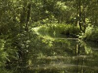 B, Limburg, Bocholt, Lozerheide 31, Saxifraga-Marijke Verhagen