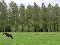 B, Limburg, Voeren, Remersdaal 14, Saxifraga-Tom Heijnen