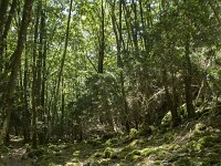 B, Namur, Viroinval, Tienne aux Pauquis 25, Saxifraga-Willem van Kruijsbergen