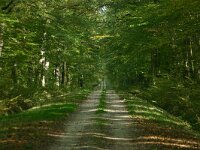 F, Allier, Agonges 8, Saxifraga-Dirk Hilbers