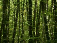 F, Allier, Agonges 9, Saxifraga-Dirk Hilbers