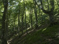 F, Ariege, Couflens, Bois de la Baume 6, Saxifraga-Willem van Kruijsbergen