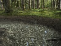 F, Nievre, Dun-les-Places, les Pres des Cheventes 3, Saxifraga-Willem van Kruijsbergen