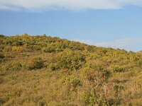 GR, Anatoliki Makedonia kai Thraki, Komotini 58, Saxifraga-Dirk Hilbers