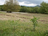 GR, Anatoliki Makedonia kai Thraki, Lasmos 5, Saxifraga-Dirk Hilbers