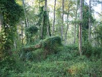 GR, Anatoliki Makedonia kai Thraki,Lasmos, Nestos Delta 56, Saxifraga-Dirk Hilbers