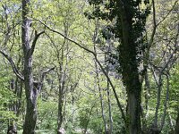 GR, Drama, Drama, Falakro Oros 29, Saxifraga-Dirk Hilbers