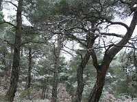 GR, Evros, Soufli, Dadia forest 52, Saxifraga-Dirk Hilbers